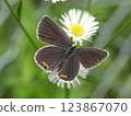 Short-tailed blue (female) 123867070