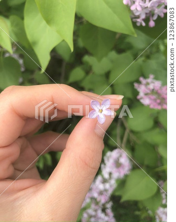 Five petal lilac flower held in hand against background of green leaves and purple lilacs. Five petal lilac flower held in hand against background of green leaves and purple lilacs. 123867083