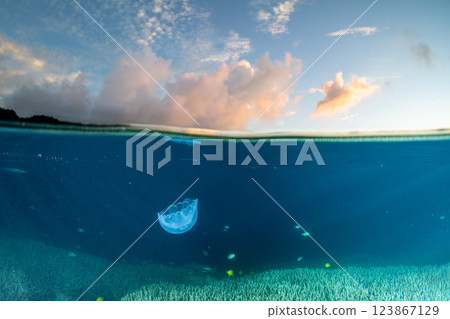 黃昏時分的小笠原海中的月亮水母 123867129