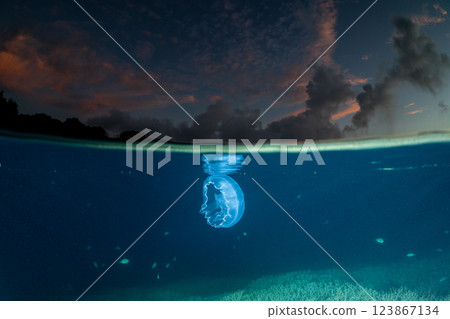 Moon jellyfish in the ocean at dusk, Ogasawara 123867134