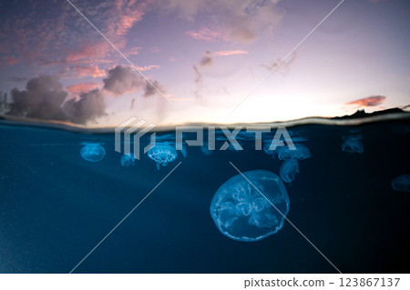 黃昏時分的小笠原海中的月亮水母 123867137