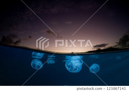 Moon jellyfish in the ocean at dusk, Ogasawara 123867141