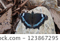 Lucidote butterfly waking up from hibernation 123867295