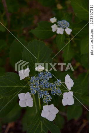 在梅雨季節到來之前，在狹山市智光山公園都市綠化植物園的樹蔭下拍攝繡球花 123867312