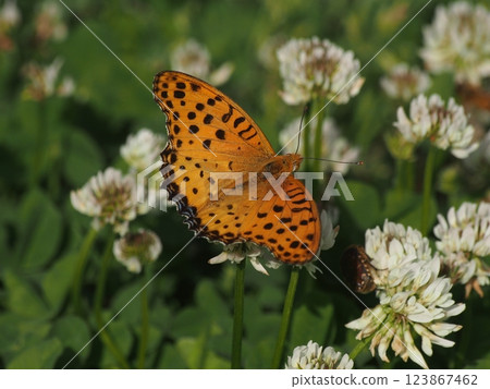 Male Swallowtail Butterfly 123867462