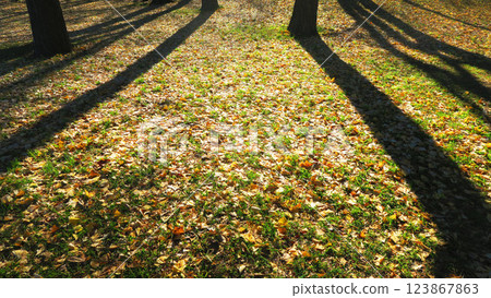 Park forest tree shadows and ground scenery 123867863