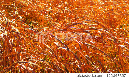 Winter scenery with withered grasses along the Arakawa riverbed Winter scenery with withered grasses along the Arakawa riverbed 123867867