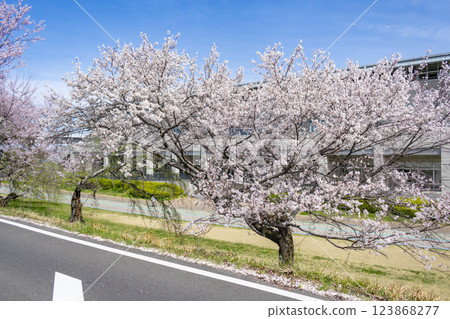 愛知縣一宮市木曾川沿岸的櫻花樹 123868277