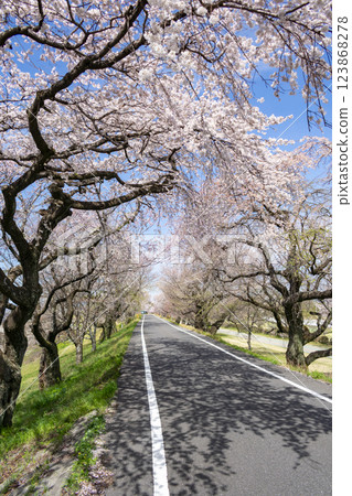 愛知縣一宮市木曾川沿岸的櫻花樹 愛知縣一宮市木曾川沿岸的櫻花樹 123868278