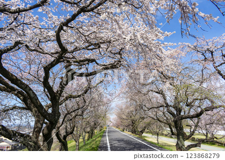 愛知縣一宮市木曾川沿岸的櫻花樹 123868279
