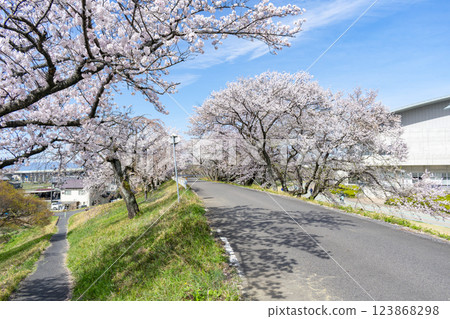 Cherry blossom trees along the banks of the Kiso River, Ichinomiya City, Aichi Prefecture 123868298