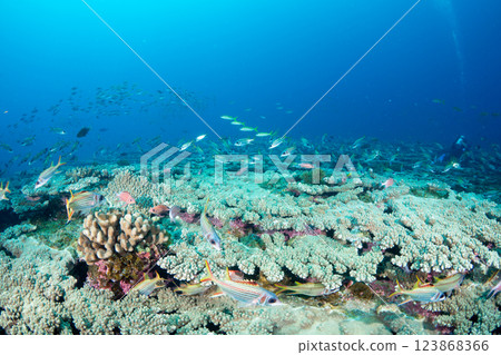 Ukekuchi Ittoudai, Ogasawara, Tokyo Ukekuchi Ittoudai, Ogasawara, Tokyo 123868366