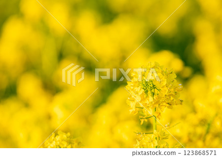 黃色油菜花 黃色油菜花 123868571