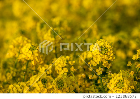 春天油菜花田景觀 春天油菜花田景觀 123868572