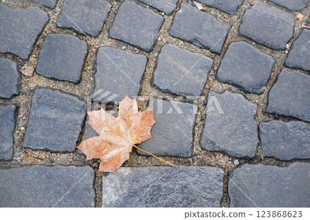 Autumn maple leaf on the cobblestones of the Palace Square in St. Petersburg, Russia 123868623