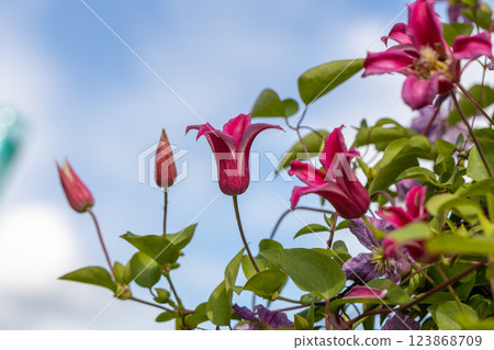 Clematis Princess Diana. The Princess of Wales in garden Clematis Princess Diana. The Princess of Wales in garden 123868709