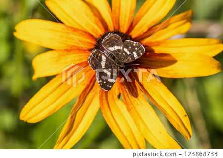 Common Buckeye butterfly sips nectar black eyed susan flowers 123868733