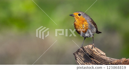 Robin Robin 123868819