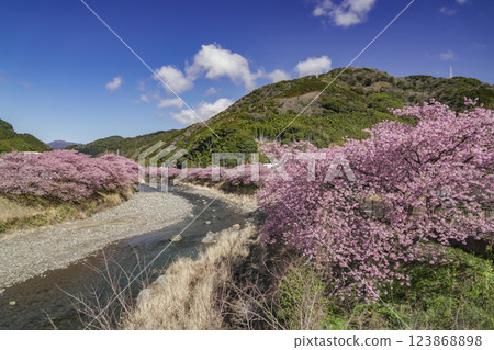 藍天和河津櫻花 123868898