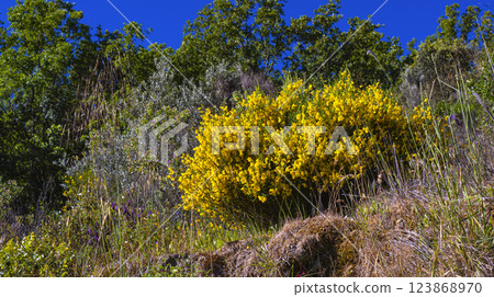 Common Broom, Arribes del Duero Natural Park 123868970