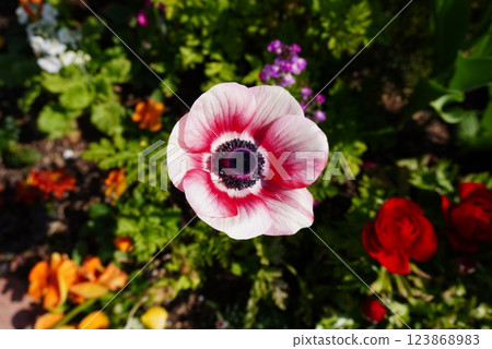Pink poppies bloom in spring 123868983