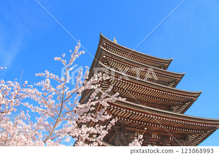 愛知縣名古屋市覺王山二泰寺五層寶塔與櫻花風景 123868993