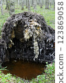 Roots of the falling tree after storm in birch grove in the spring 123869058
