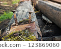 Rusty bolts in old wooden sleeper railway 123869060