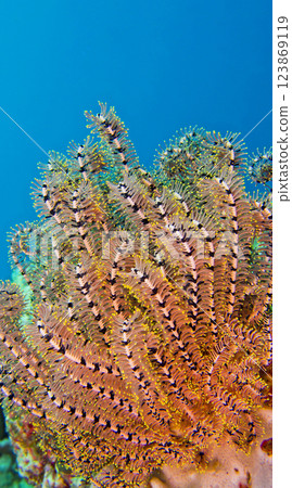 Feather Star, Lembeh, Indonesia Feather Star, Lembeh, Indonesia 123869119