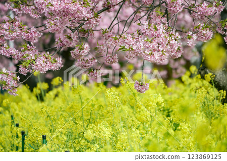 Rape flower and Kawazu cherry tree 123869125