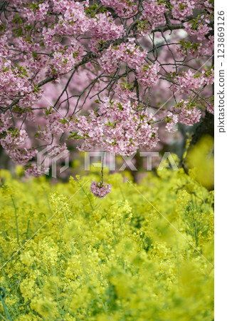 Nanohana and Kawazu cherry blossoms blooming along the Kawazu River Nanohana and Kawazu cherry blossoms blooming along the Kawazu River 123869126