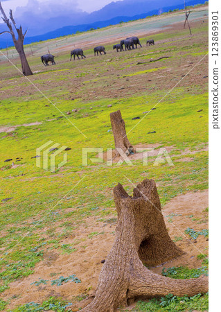 Sri Lankan Elephant, Udawalawe National Park 123869301