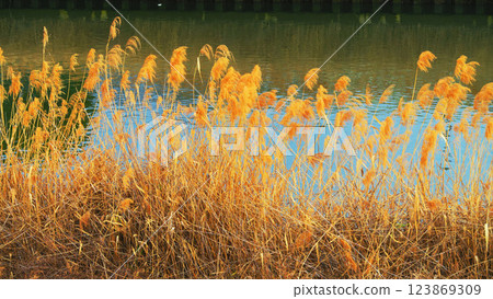 Winter scenery with withered grasses along the Shinshiba River in Kawaguchi City, Saitama Prefecture Winter scenery with withered grasses along the Shinshiba River in Kawaguchi City, Saitama Prefecture 123869309