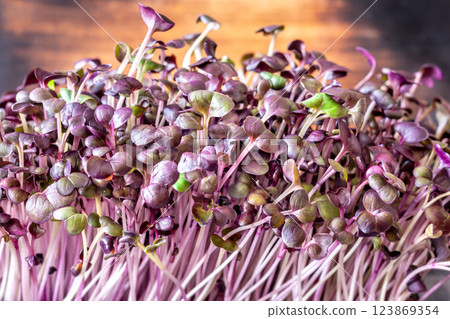 Vibrant red and purple radish microgreens with fresh, delicate leafy texture 123869354
