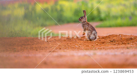 European Rabbit, Spain European Rabbit, Spain 123869453