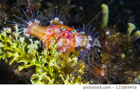 Anemone Hermit Crab, Indonesia Anemone Hermit Crab, Indonesia 123869458