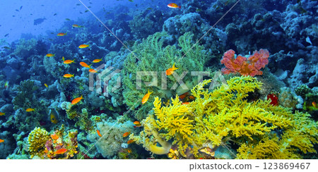 Underwater Landscape, Red Sea 123869467