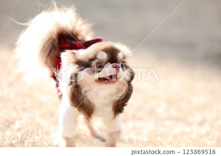 Chihuahua Chihuahua 123869516