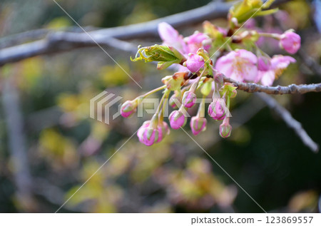 Kawazu cherry blossoms nearing bloom Kawazu cherry blossoms nearing bloom 123869557