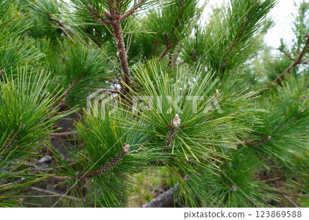 Green pine and pine cones 123869588