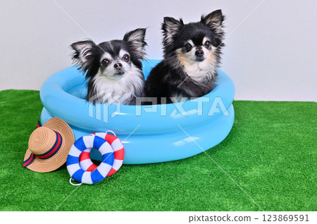 My dog playing in the pool - Long-coated Chihuahua My dog playing in the pool - Long-coated Chihuahua 123869591