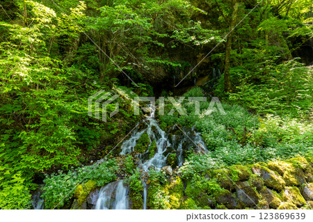 【長野縣】白骨溫泉：龍神瀑布溪中盛開的白花 123869639