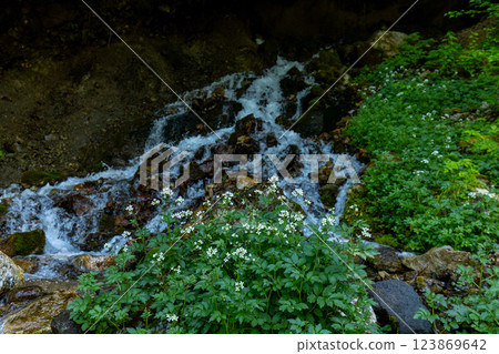 [Nagano Prefecture] Shirahone Onsen: Ryujin Falls and white flowers blooming in the stream 123869642