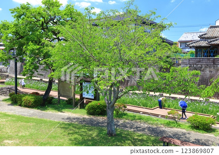 [Kumamoto Prefecture] Irises at Takaseura River Waterfront Park on a sunny day 123869807