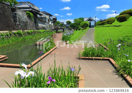 [Kumamoto Prefecture] Irises at Takaseura River Waterfront Park on a sunny day 123869816