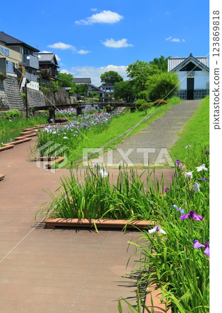 [熊本縣] 陽光明媚的日子，高瀨浦川海濱綠地公園的鳶尾花 123869818