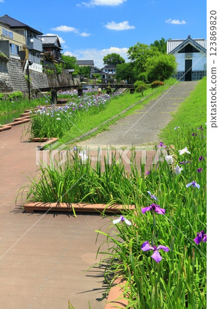 [熊本縣] 陽光明媚的日子，高瀨浦川海濱綠地公園的鳶尾花 123869820