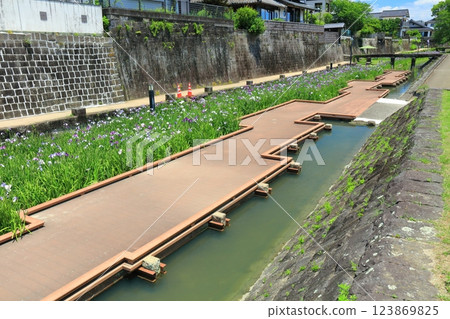 [熊本縣] 陽光明媚的日子，高瀨浦川海濱綠地公園的鳶尾花 123869825