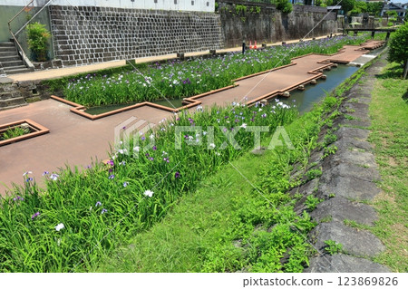 [Kumamoto Prefecture] Irises at Takaseura River Waterfront Park on a sunny day 123869826