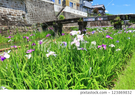 [Kumamoto Prefecture] Irises at Takaseura River Waterfront Park on a sunny day 123869832